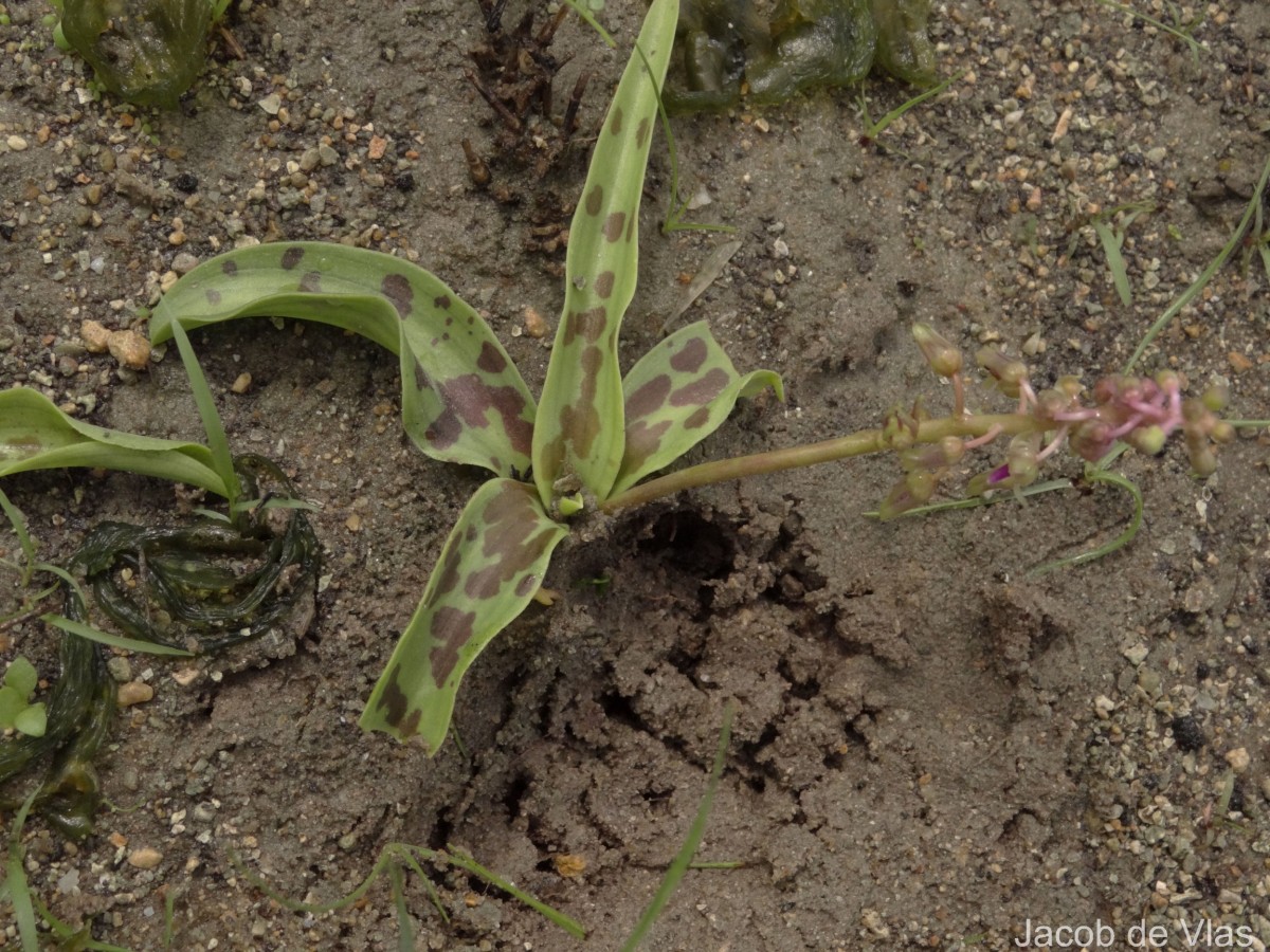 Ledebouria revoluta (L.f.) Jessop
